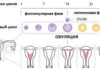 овуляция